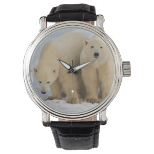 Kanada, Hudson Bay. Eisbär-Mutter mit zwei Armbanduhr