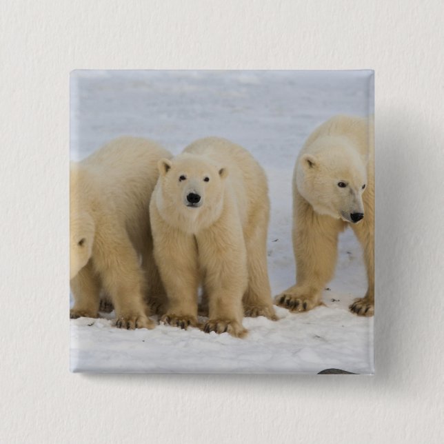 Kanada, Hudson Bay. Eisbär-Mutter mit zwei Button (Vorderseite)