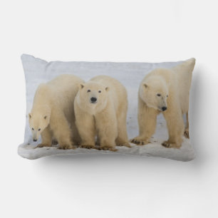 Kanada, Hudson Bay. Eisbär-Mutter mit zwei Lendenkissen