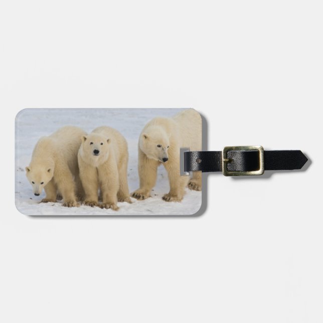 Kanada, Hudson Bay. Polarbärmutter mit zwei Gepäckanhänger (Vorderseite horizontal)