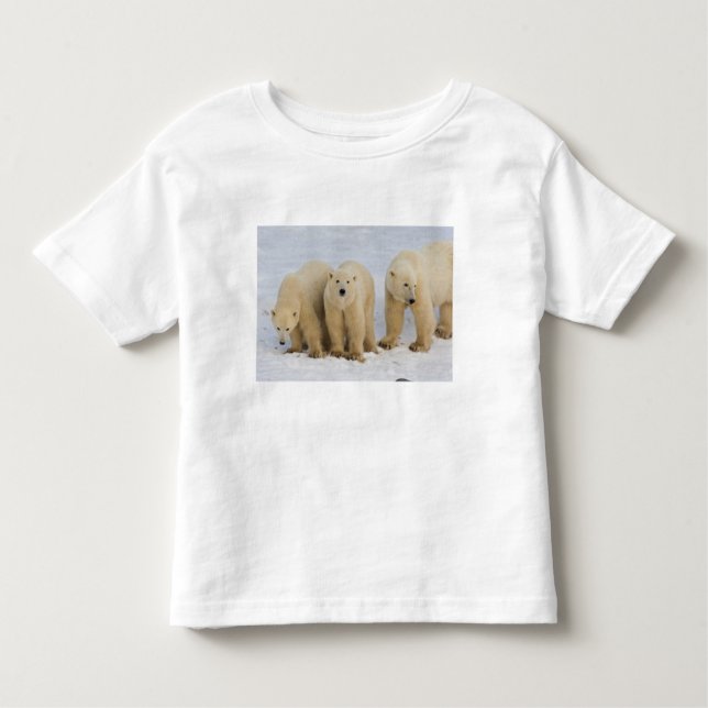 Kanada, Hudson Bay. Polarbärmutter mit zwei Kleinkind T-shirt (Vorderseite)