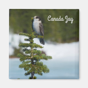 Kanada Jay Magnet
