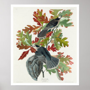 Kanada Jay von Audubon Poster