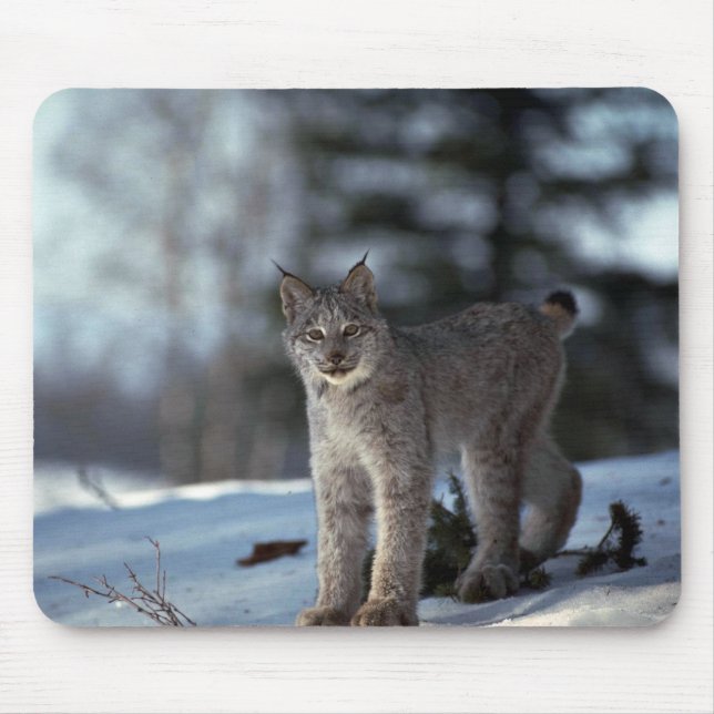 Kanada-Luchs auf Schnee Mousepad (Vorne)