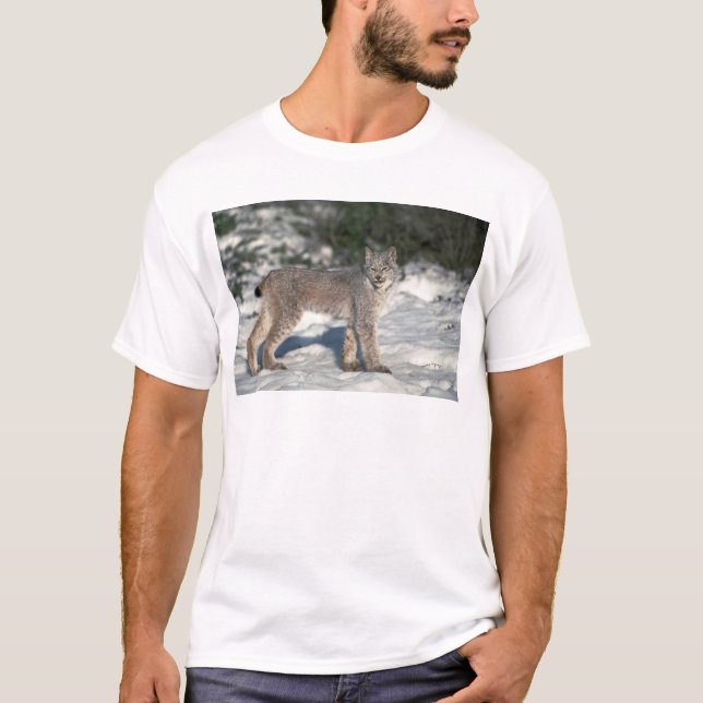 Kanada-Luchs auf Schnee T-Shirt (Vorderseite)