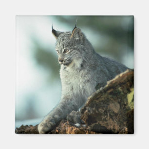 Kanada-Luchs Magnet