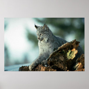Kanada-Luchs Poster