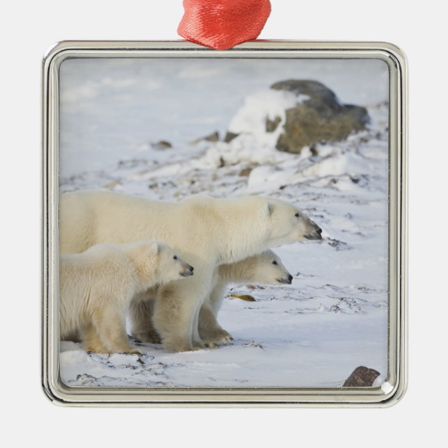 Kanada, Manitoba, Churchill. 4 Silbernes Ornament (Vorne)