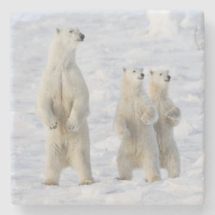 Kanada, Manitoba, Churchill. 5 Steinuntersetzer