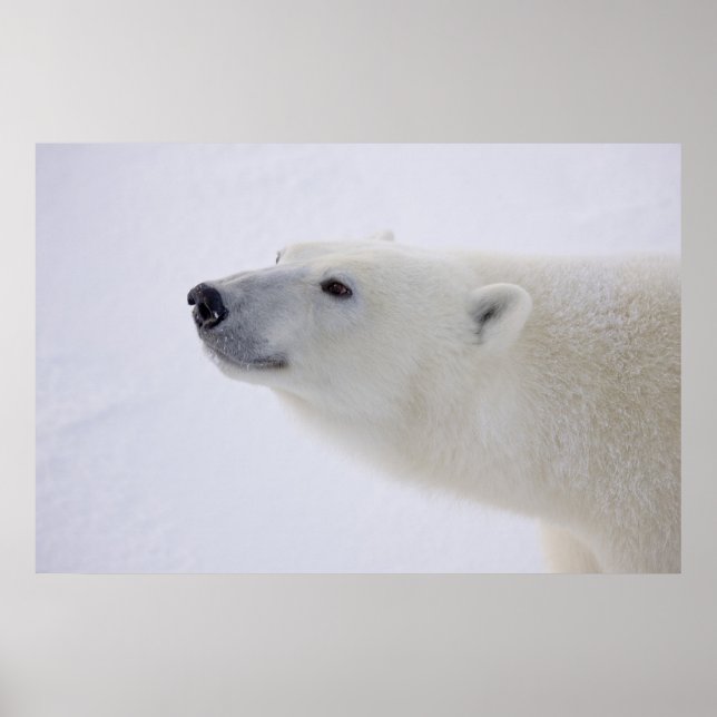 Kanada, Manitoba, Churchill. 7 Poster (Vorne)