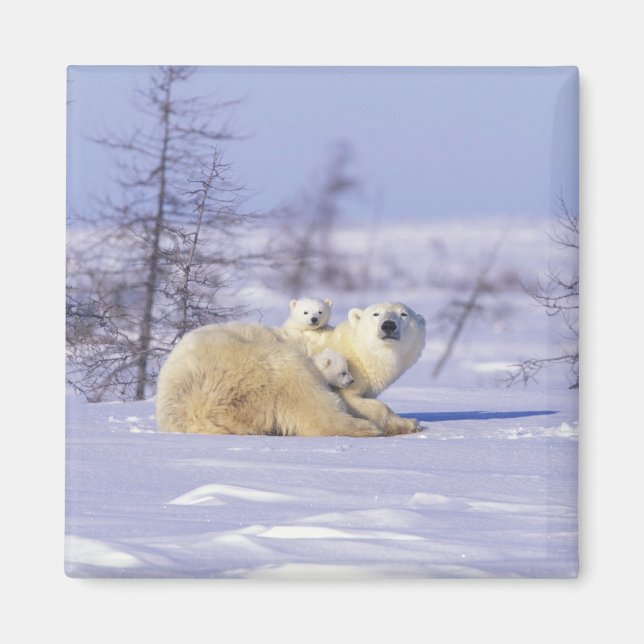 Kanada, Manitoba, Churchill. 9 Magnet (Vorne)