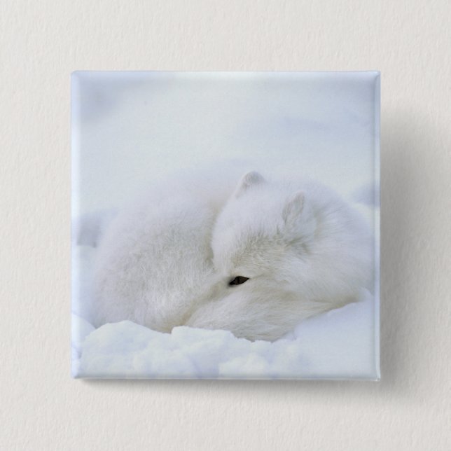 Kanada, Manitoba, Churchill. Arktische Fox Button (Vorderseite)