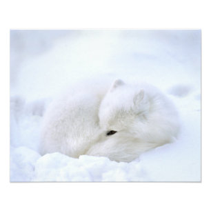 Kanada, Manitoba, Churchill. Polarfuchs Fotodruck