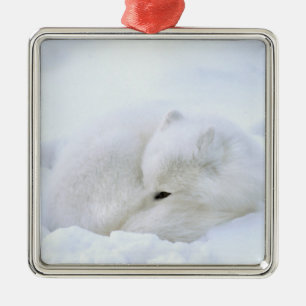 Kanada, Manitoba, Churchill. Polarfuchs Ornament Aus Metall