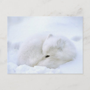 Kanada, Manitoba, Churchill. Polarfuchs Postkarte