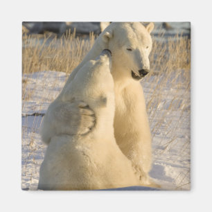 Kanada, Manitoba, Hudson Bay, Churchill. Magnet
