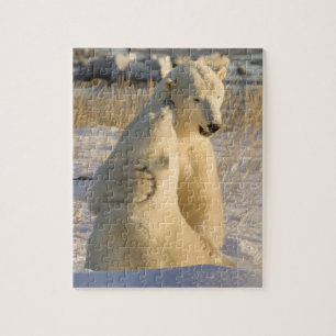 Kanada, Manitoba, Hudson Bay, Churchill. Puzzle
