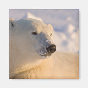 Kanada, Manitoba, Hudson Bay Eisbär Magnet