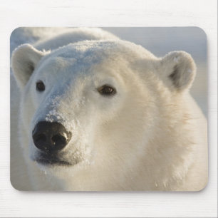 Kanada, Manitoba, Hudson Bay Eisbär Mousepad