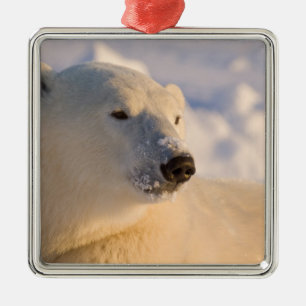 Kanada, Manitoba, Hudson Bay Eisbär Ornament Aus Metall