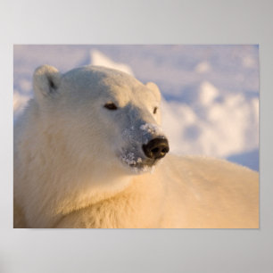 Kanada, Manitoba, Hudson Bay   Eisbär Poster