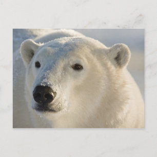 Kanada, Manitoba, Hudson Bay Eisbär Postkarte