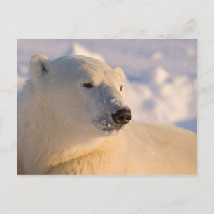 Kanada, Manitoba, Hudson Bay   Eisbär Postkarte