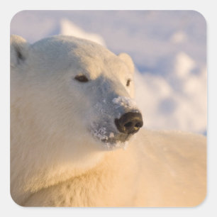 Kanada, Manitoba, Hudson Bay   Eisbär Quadratischer Aufkleber