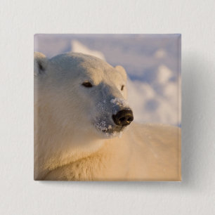 Kanada, Manitoba, Hudson Bay   Polar Bear Button