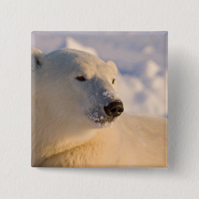 Kanada, Manitoba, Hudson Bay | Polar Bear Button (Vorderseite)