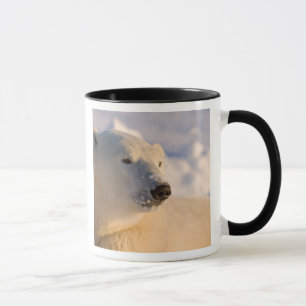 Kanada, Manitoba, Hudson Bay Polar Bear Tasse