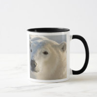 Kanada, Manitoba, Hudson Bay | Polar Bear