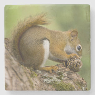 Kanada, Neuschottland, Halifax. Allgemeine Gärten Steinuntersetzer