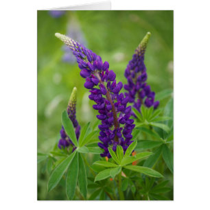 Kanada, New Brunswick,