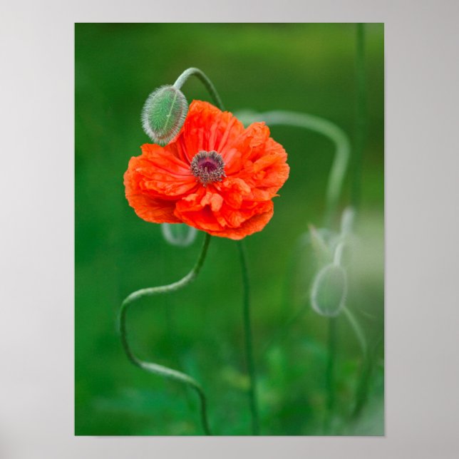 Kanada, New Brunswick, , 2 Poster (Vorne)