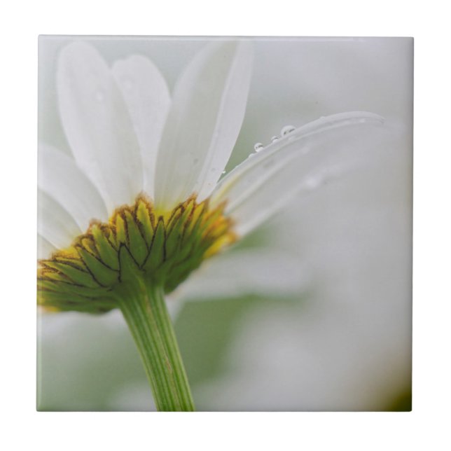 Kanada, New Brunswick, Fliese (Vorderseite)