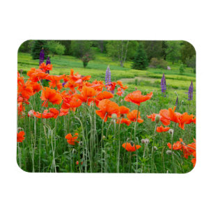 Kanada, New Brunswick, . Landschaft Magnet