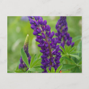 Kanada, New Brunswick, Postkarte