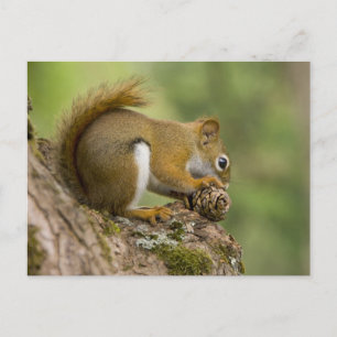 Kanada, Nova Scotia, Halifax. Öffentliche Gärten, Postkarte