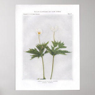 Kanada oder Rund-Leaved-Anemon Poster
