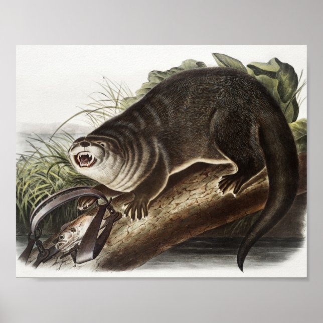 Kanada-Otter-Illustration (Lutra Canadensis) Poster (Vorne)