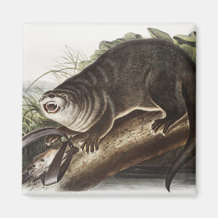 Kanada-Otter (Lutra Canadensis) Illustration Magnet