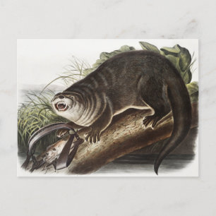 Kanada-Otter (Lutra Canadensis) Illustration Postkarte