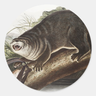 Kanada-Otter (Lutra Canadensis) Illustration Runder Aufkleber