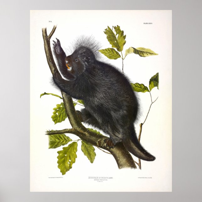 Kanada Porcupine oder Nordamerikanisches Porcupine Poster (Vorne)