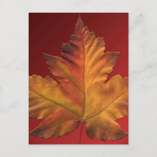 Kanada Postkarten Custom Canada Souvenir Postkarte