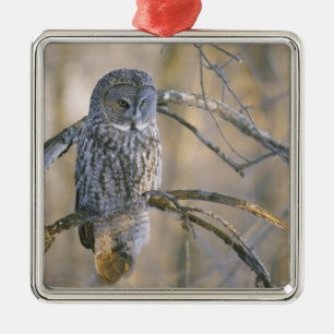 Kanada, Quebec. Bartkauz auf einem Baum sitzend Silbernes Ornament