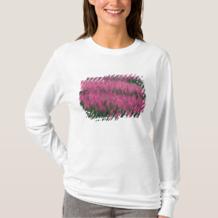 Kanada, Quebec, Gaspe. Lila Lythrum-Blume, T-Shirt
