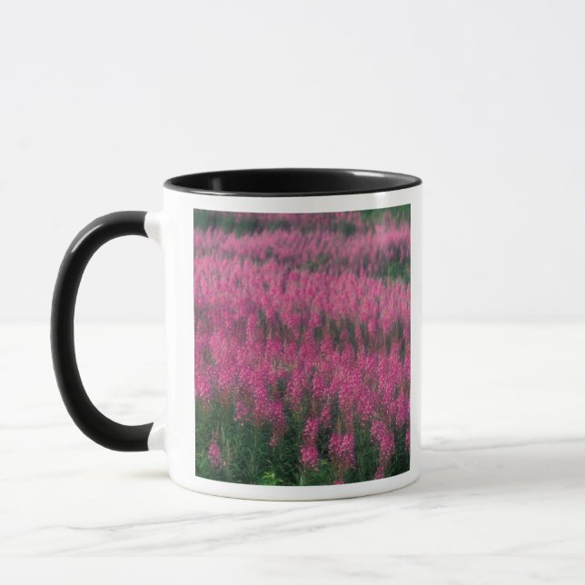 Kanada, Quebec, Gaspe. Lila Lythrum-Blume, Tasse (Links)