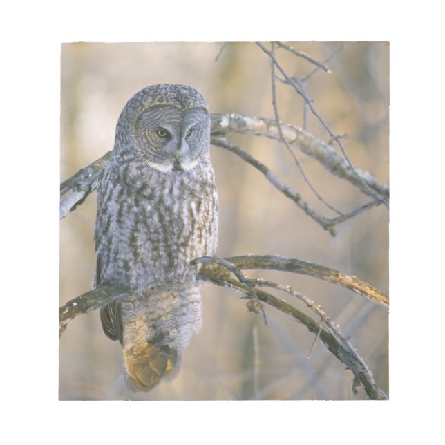 Kanada, Quebec. Große graue Eule steht auf Baum Notizblock (Vorderseite)